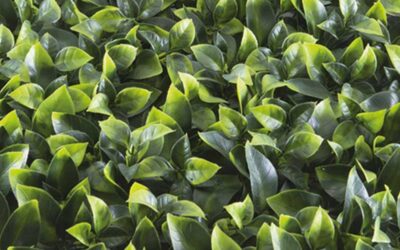DIVY 3D PANEL Pothos