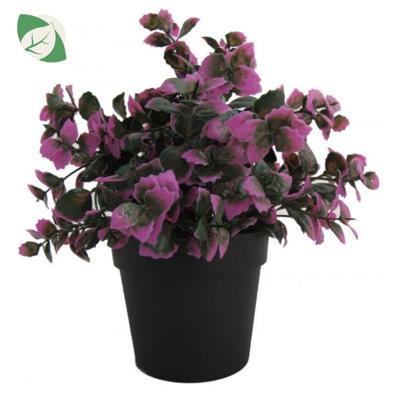 sadnica umjetna caladium