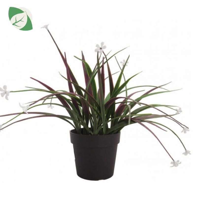 sadnica umjetna cymbidium