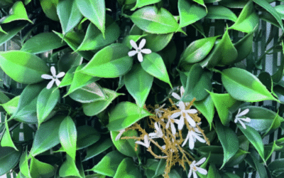 Umjetna ograda Jasmin